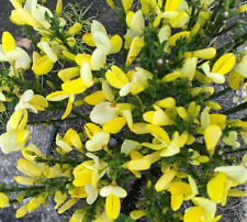 Goldregen - Ginster Cytisus scoparius - Dukaat -  Ginster 40 - 60 cm
