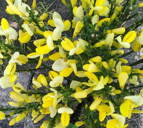 Goldregen ginster cytisus - goldregen,