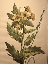 Bilsenkraut Hyoscyamus Flora