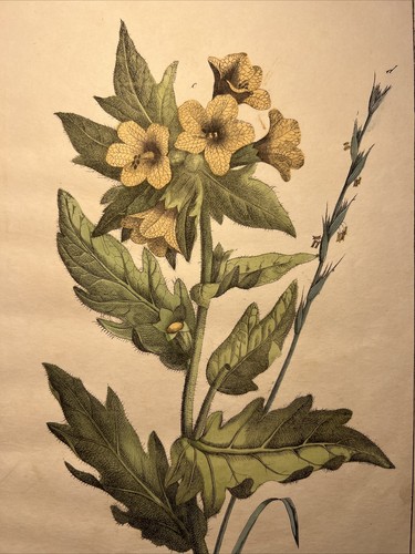 Bilsenkraut hyoscyamus flora - bilsenkraut,
