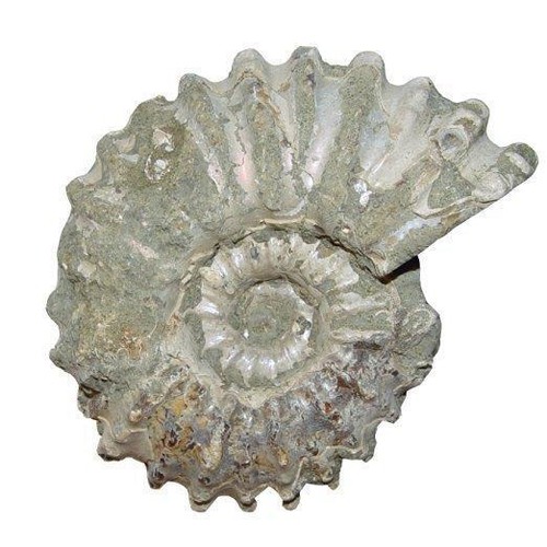 Ammonit douvilleiceras natur - ammonit,