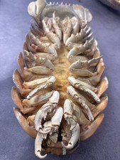 Seltene Tiefsee Bathynomus