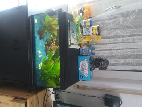 Aquarium komplett mit - aquarium,
