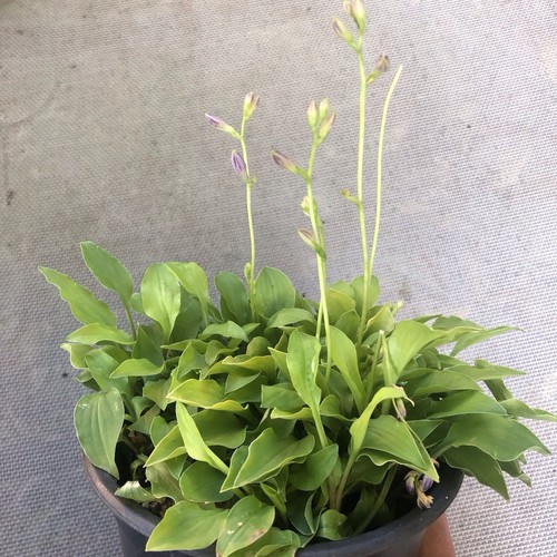 Hosta laterna magica - hosta, 'laterna
