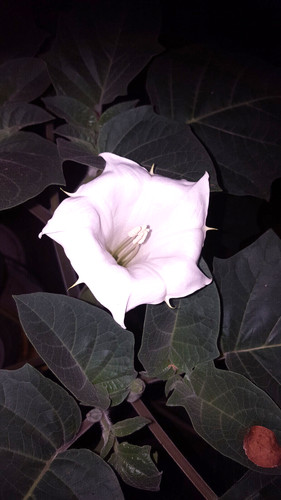 Datura stechapfel - datura,