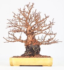 Bonsai Japanische Ulme - Ulmus parvifolia Shohin 17cm