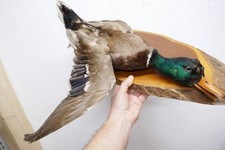 Altes Tierpräparat Stockente