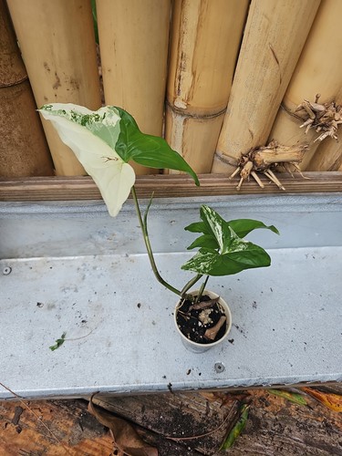 Syngonium podophyllum albo - syngonium,