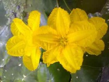 Seekanne (Nymphoides peltata) 6 Pflanzen