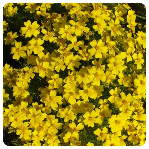 Tagetes lemon gem - tagetes,