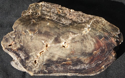 Versteinertes holz aus - versteinertes,