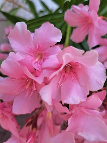 Oleander jung pflanze mdm - jung,