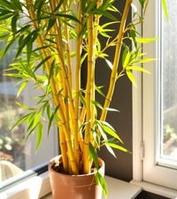 goldener Bambus Pflanze für die Wohnung drinnen Zimmerpflanze groß pflegeleicht!