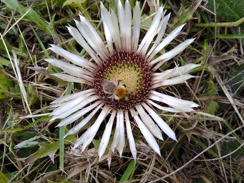 Silberdistel - , (carlina