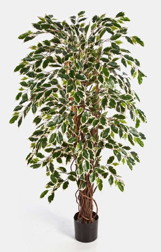 Artplants deko ficus jarlan - artplants,