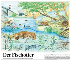 Lern-Poster - Der Fischotter -