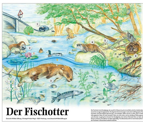 Lern poster der fischotter - -,