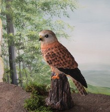 Falke Turmfalke Figur Vogel