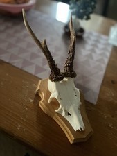 Rehgehörn Trophäe Rehbock