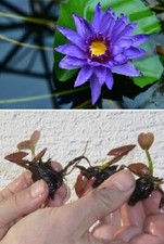 Blaue Zwerg-Seerose schnellwachsende Aquariumpflanzen gegen Algen im Aquarium !