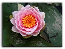 Premium Leinen Kunst Rosa