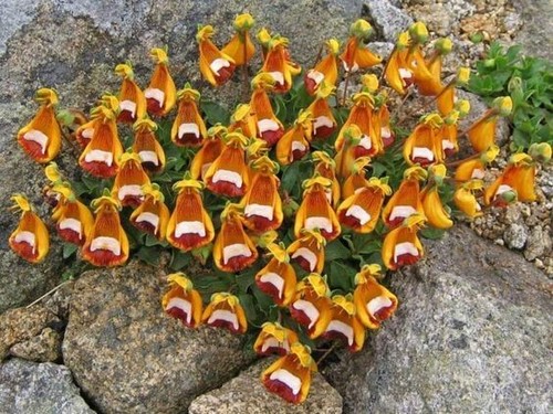 Fs1456tz slipper flowers - fs1456tz,