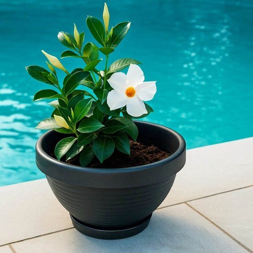 Blumenschalen mit untersetzer - blumenschalen,