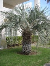 Butia odorata – Geleepalme