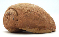 versteinerte Schnecke Muschel