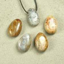  VERSTEINERTE / FOSSILE