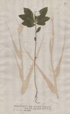 Siebenstern Lysimachia