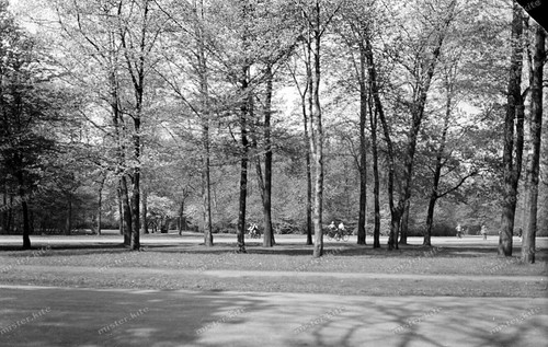 Negativ-Berlin-Park-Bäume-Lan