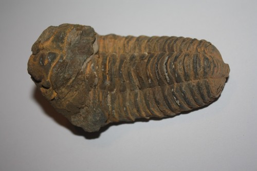 Trilobit flexicalymene - trilobit,