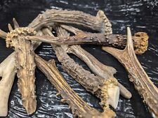 0,5 kg Rehbock Geweihe Passstangen gesägt Rehgeweih Krone Deko - Hirsch 