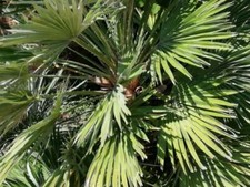 SAMEN Zimmer Pflanze Palme die