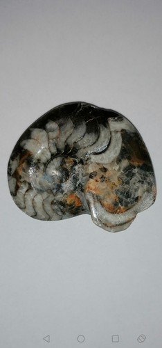 Versteinerte fossil schnecke - fossil,