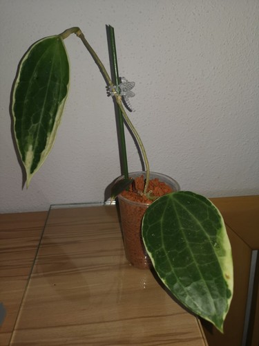 Hoya latifolia albomarginata - albomarginata,