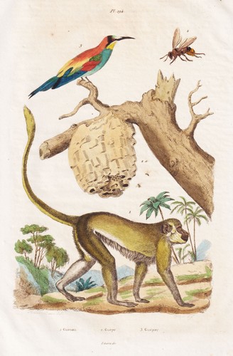 Guenon affen monkey - guenon,