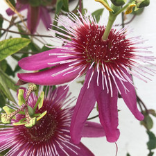 Gardenersdream passiflora - gardenersdream,