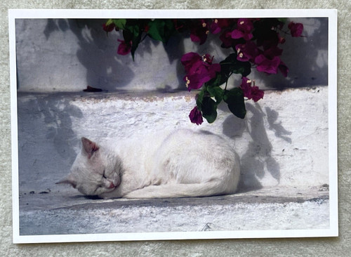 Postkarte katze - postkarte,