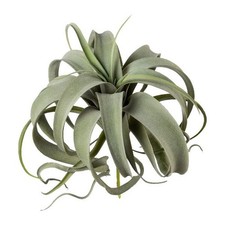 artplants Kunst Sukkulente