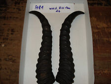 Springbock Hörner Schläuche Krucken Krampus Maskenbau Geweih A81