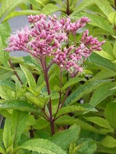 Staude Großer Garten Wasserdost "Riesenschirm" 1 L Topf