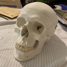 Anatomischer Schädel, Klappbar, für Medizin- und Zahnmedizin-Studis