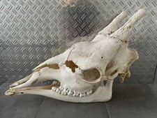 NEU Giraffen Schädel Giraffe Skull Cites B-Ware