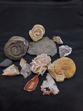 Fossilien, Ammonit,  Achat, Amethyst, Sandrose, Cristale, Minerale Sammlung