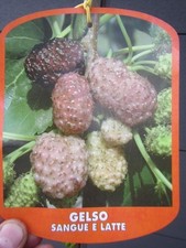 Morus 'Blut und Milch' - rot-weißer Maulbeerbaum - Winterharte Pflanze 140-170cm