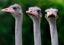 Wandbild: Triple of Ostrich
