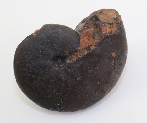 Ammonit sturia semiarata - ammonit,,
