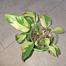 Rhaphidophora Tetrasperma Monstera MINIMA ALBO  PFLANZE * no philodendron